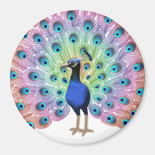 Colorful Peacock Magnet (Vorne)