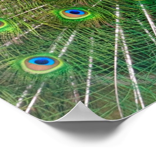 Colorful Peacock Poster (Ecke)