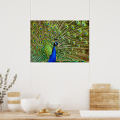 Colorful Peacock Poster (Küche)