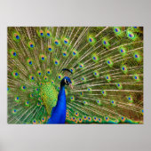 Colorful Peacock Poster (Vorne)
