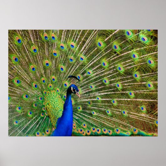 Colorful Peacock Poster (Vorne)