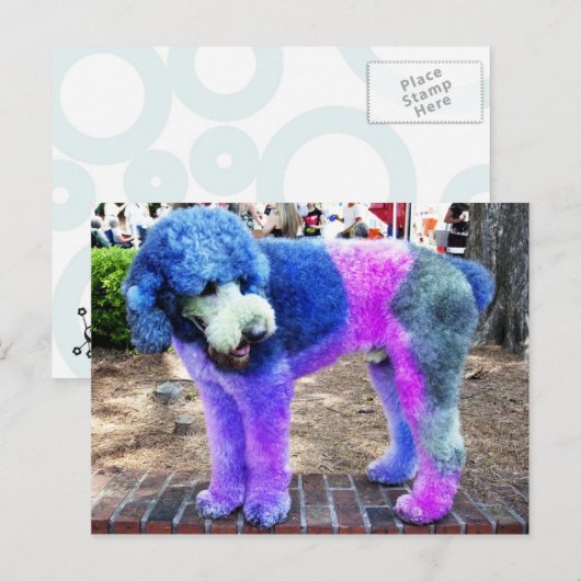 Colorful Poodle Postkarte (Vorne/Hinten)