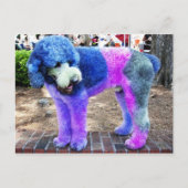 Colorful Poodle Postkarte (Vorderseite)