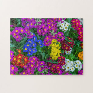 Colorful primroses puzzle