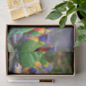 Colorful Rainbow Lorikeet Parrots Eating Seidenpapier (Geschenk)
