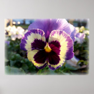 colorful spring Pansy Poster
