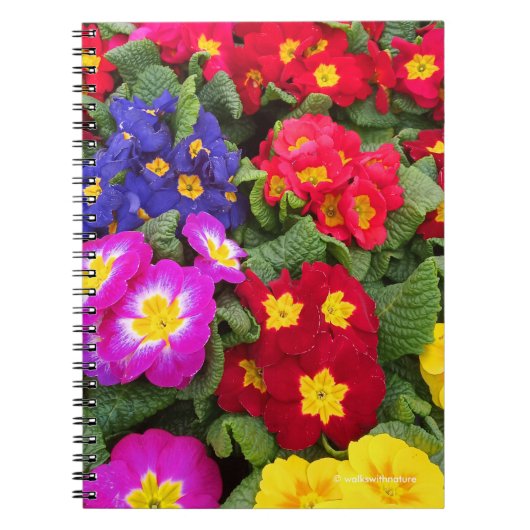 Colorful Springtime Medley of Primulas Notizblock (Vorderseite)