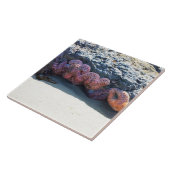 Colorful Starfish at Bob Creek, OR Fliese (Seite)