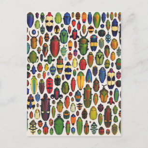 Colorful Vintage Illustrated Beetles Postkarte