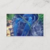 colorfull Blauhummer Visitenkarte (Rückseite)