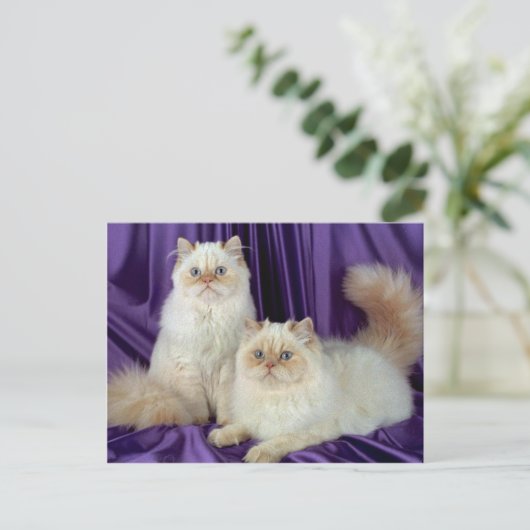 Colorpoint Longhair, cremefarbener Punkt Postkarte (Stehend Vorderseite)