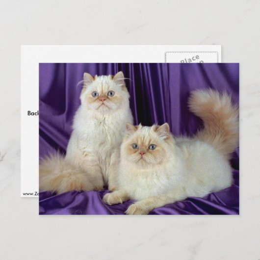 Colorpoint Longhair, cremefarbener Punkt Postkarte (Vorne/Hinten)