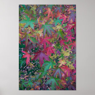 Colors of Fall Poster