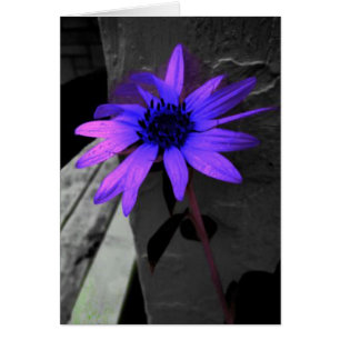 Colorsplash Purple Flower Black and White