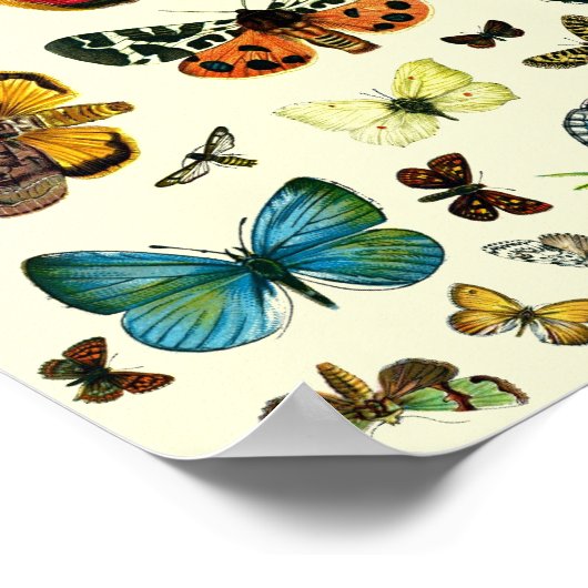 Colossal Butterfly Poster (Ecke)