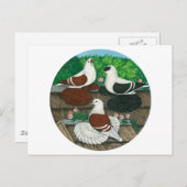 Colour Pigeon Trio Postkarte (Vorne/Hinten)