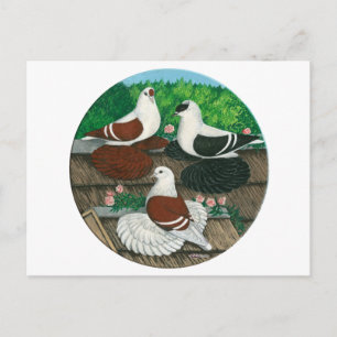 Colour Pigeon Trio Postkarte