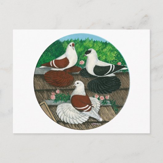 Colour Pigeon Trio Postkarte (Vorderseite)