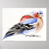 Colourful Chaffinch 2011 Poster (Vorne)