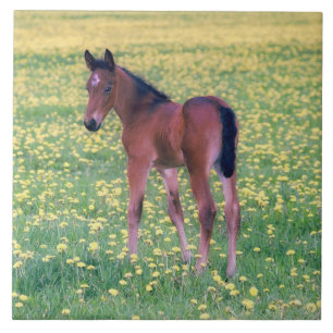 Colt in Dandelion Field Fliese