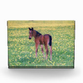 Colt in Dandelion Field Fotoblock (Vorderseite)