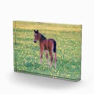 Colt in Dandelion Field Fotoblock