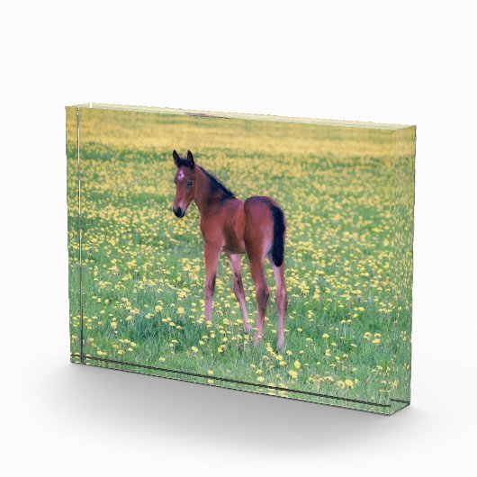 Colt in Dandelion Field Fotoblock (Rechts)