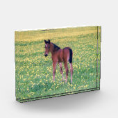 Colt in Dandelion Field Fotoblock (Links)
