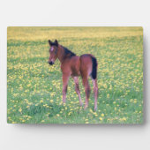 Colt in Dandelion Field Fotoplatte (Vorderseite)