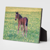 Colt in Dandelion Field Fotoplatte (Seite)