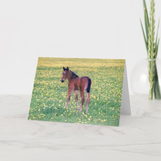 Colt in Dandelion Field Karte (Vorderseite)