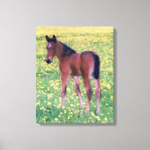 Colt in Dandelion Field Leinwanddruck (Vorderseite)