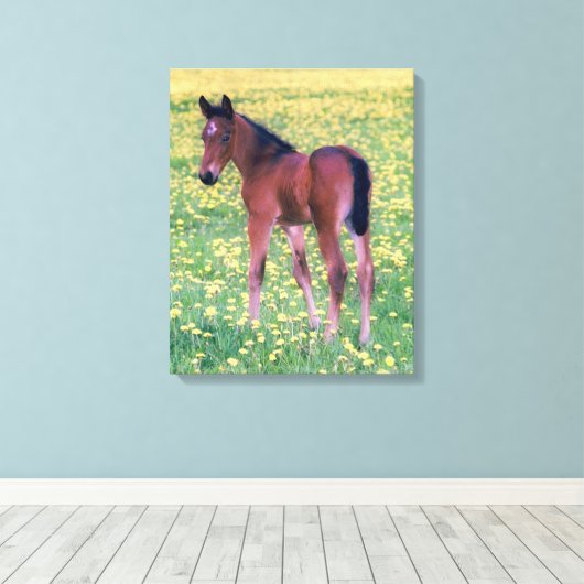 Colt in Dandelion Field Leinwanddruck (Insitu (Holzboden))