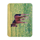Colt in Dandelion Field Magnet (Vertikal)