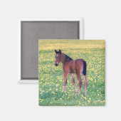 Colt in Dandelion Field Magnet (Vorderseite/Rückseite)