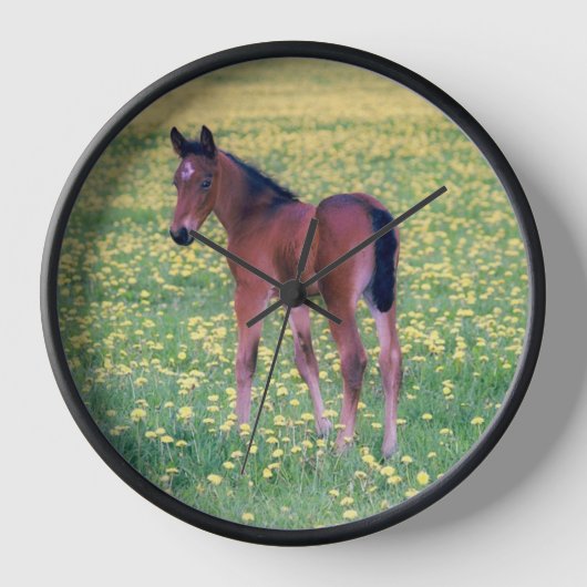 Colt in Dandelion Field Uhr (Vorderseite)