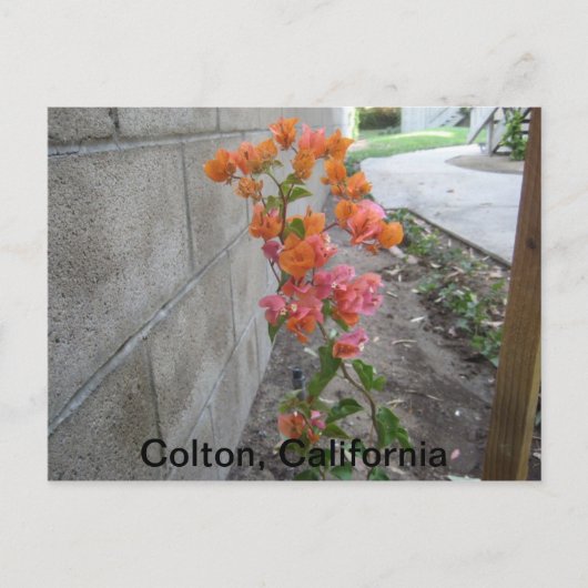 COLTON, C.A., POSTCARD POSTKARTE (Vorderseite)