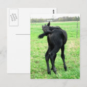 Colts juckender Sturm Postkarte (Vorne/Hinten)