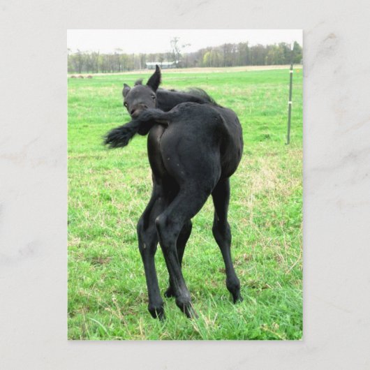 Colts juckender Sturm Postkarte (Vorderseite)