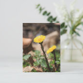 Coltsfoot Postkarte (Stehend Vorderseite)