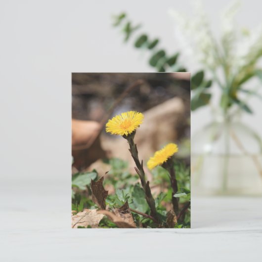 Coltsfoot Postkarte (Stehend Vorderseite)