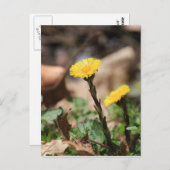 Coltsfoot Postkarte (Vorne/Hinten)