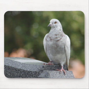 Columba livia domestica mousepad