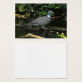 Columba palumbus (Vorne & Hinten)