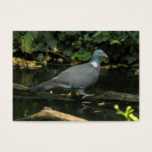 Columba palumbus