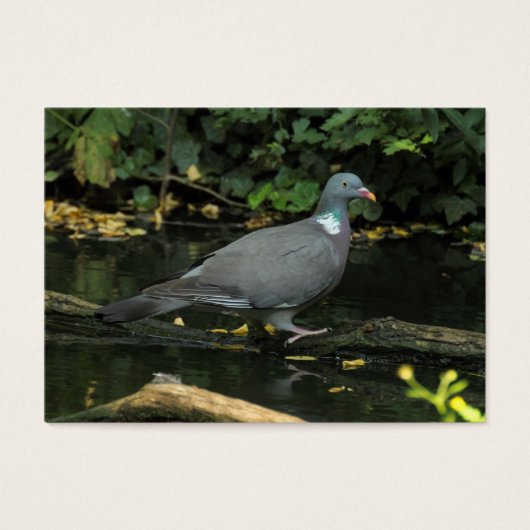 Columba palumbus (Vorderseite)