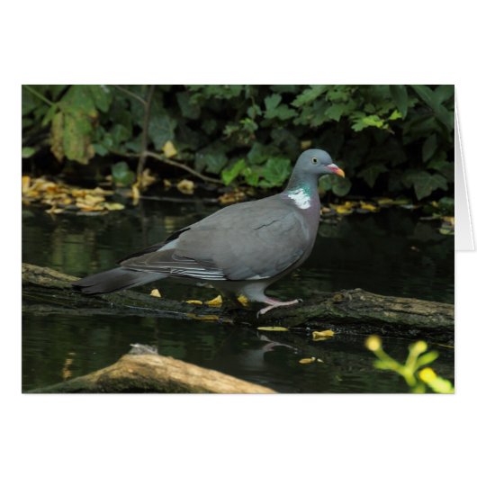 Columba palumbus (Vorderseite (Horizontal))