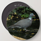 Columba palumbus button (Vorne & Hinten)
