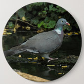 Columba palumbus button (Vorderseite)