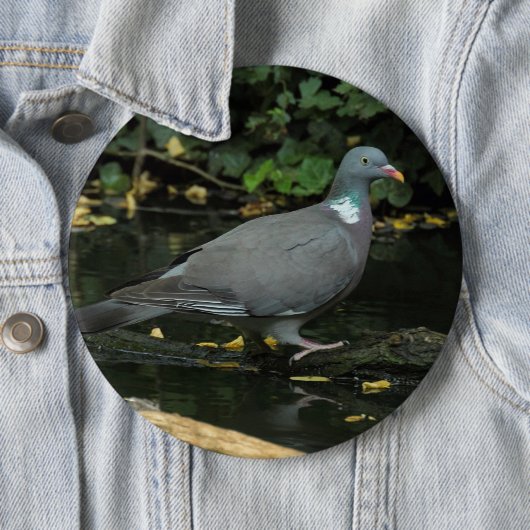 Columba palumbus button (Beispiel)